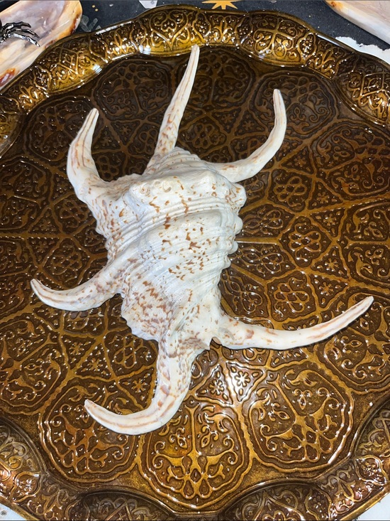 Other - Shell